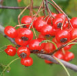 Crataegus phaenopyrum