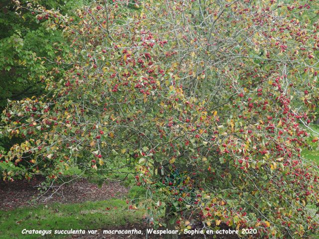 Crataegus succulenta var. macrantha