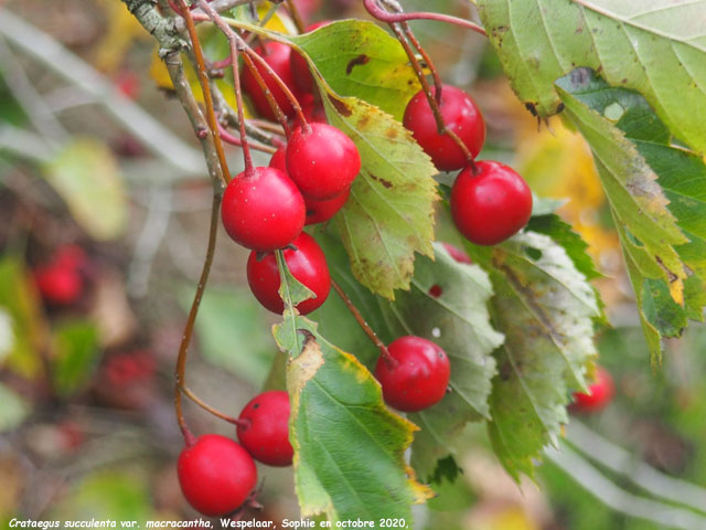 Crataegus succulenta var. macrantha