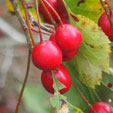 Crataegus succulenta var. macracantha