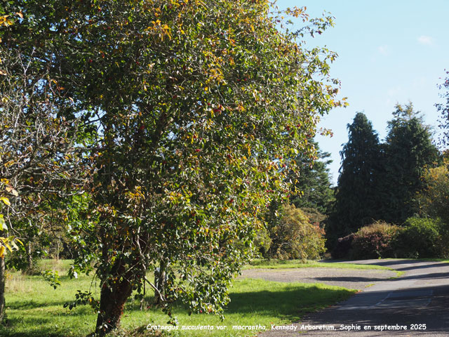Crataegus succulenta var. macrantha