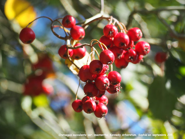 Crataegus succulenta var. macrantha