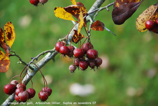 Crataegus crus-galli