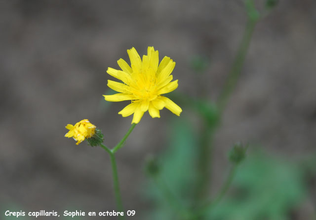 Crepis capillaris