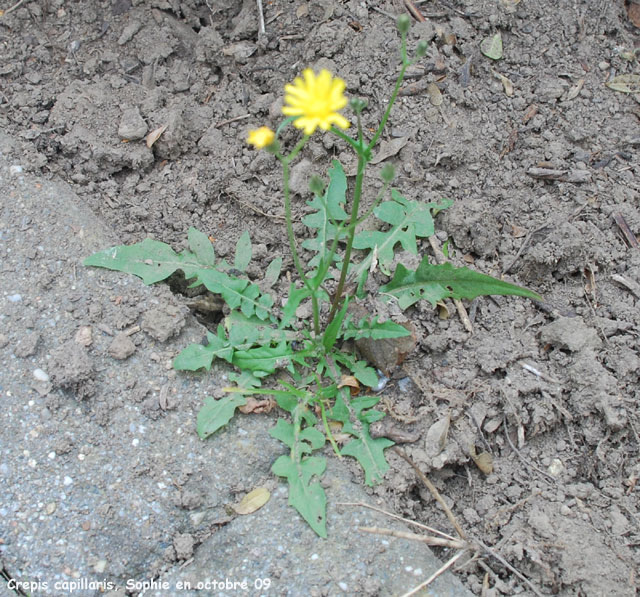 Crepis capillaris