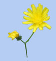 Crepis capillaris