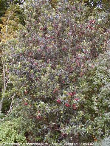 Crinodendron hookerianum
