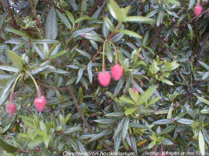 Crinodendron hookerianum