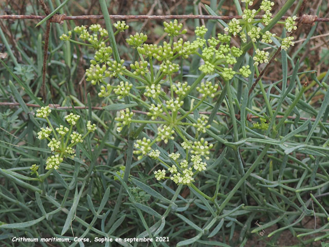 Crithmum maritimum