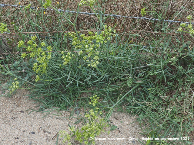 Crithmum maritimum