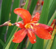 Crocosmia 'Zeal Tan'