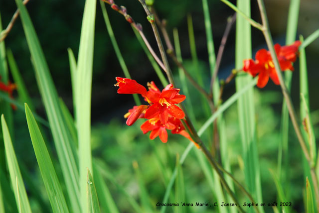 Crocosmia 'Anna Marie'