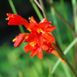 Crocosmia 'Anna Marie'