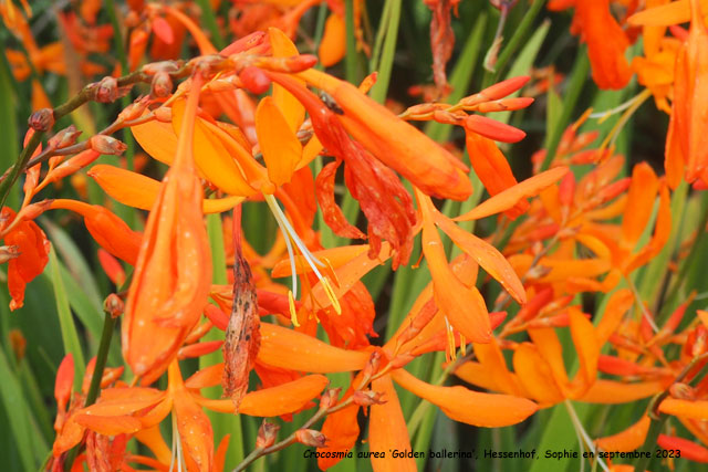 Crocosmia aurea 'Golden Ballerina'