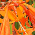 Crocosmia 'Golden Ballerina'