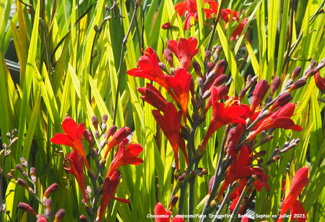 Crocosmia 'Dragonfire'
