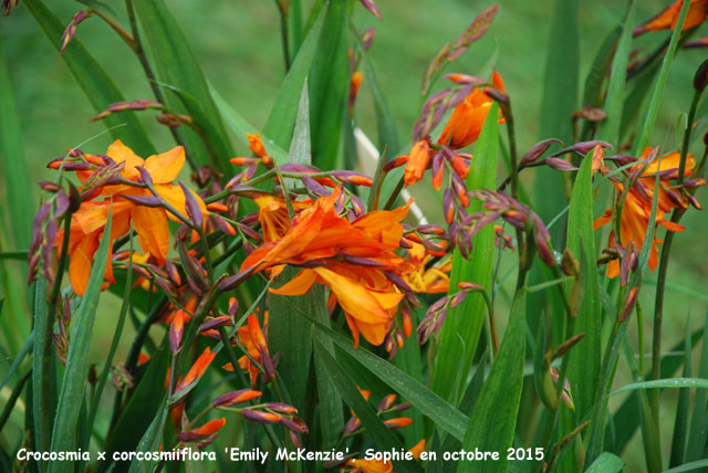 Crocosmia x crocosmiiflora 'Zmily McKenzie'