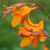 Crocosmia x crocosmiiflora 'Emily Mac Kenzie'