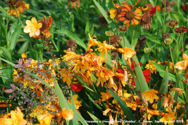 Crocosmia x crocosmiiflora 'Columbus'