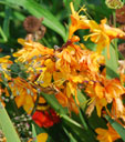 Crocosmia x crocosmiiflora 'Columbus'