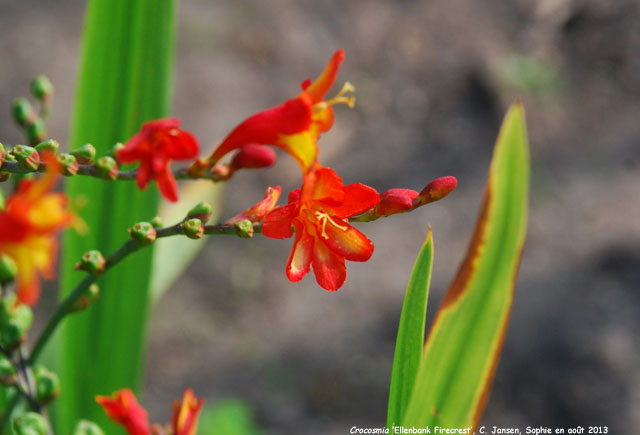 Crocosmia 'Ellenbank Firecrest'