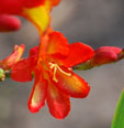 Crocosmia ''Ellenbank Firecrest'