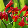 Crocosmia 'Emberglow'