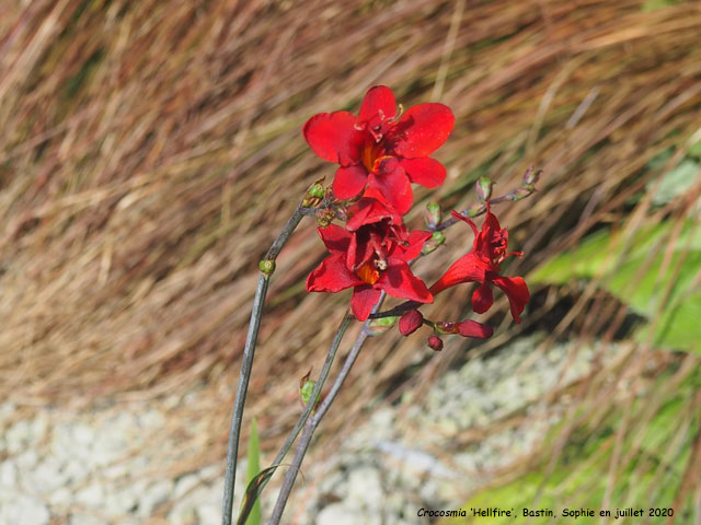 Crocosmia 'Hellfire'
