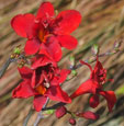 Crocosmia 'Hellfire'