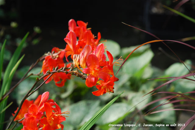 Crocosmia 'Limpopo'