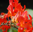 Crocosmia 'Limpopo'