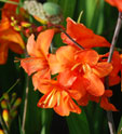 Crocosmia 'Okavango'