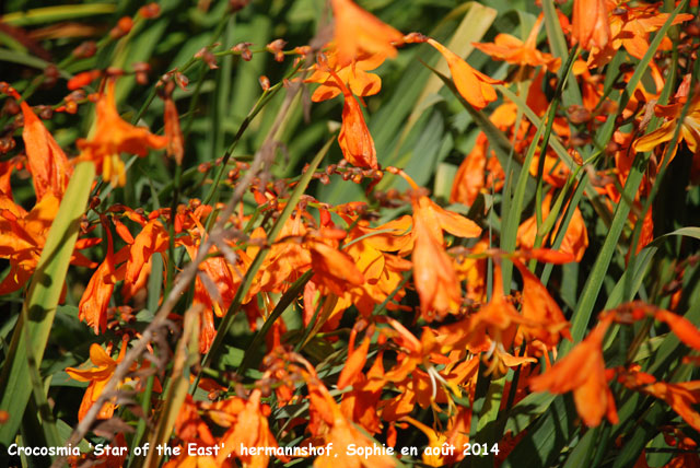 Crocosmia x crocosmiiflora 'Star of The East'