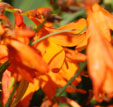 Crocosmia x crocosmiiflora 'Star of The East'