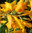 Crocosmia 'Suzanne'