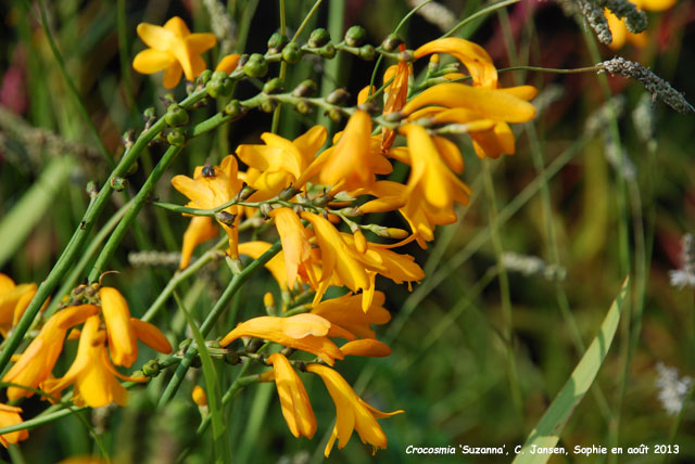 Crocosmia 'Suzanne'