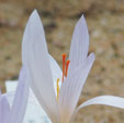 Crocus adanensis