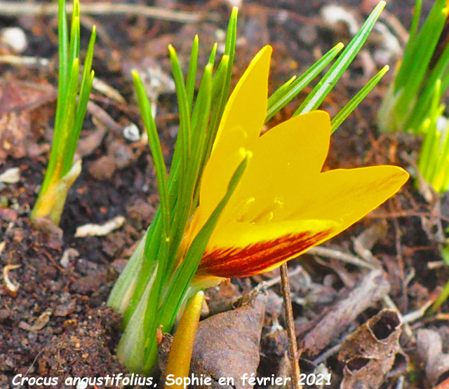 Crocus angustifolius