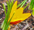 Crocuq angustifolius