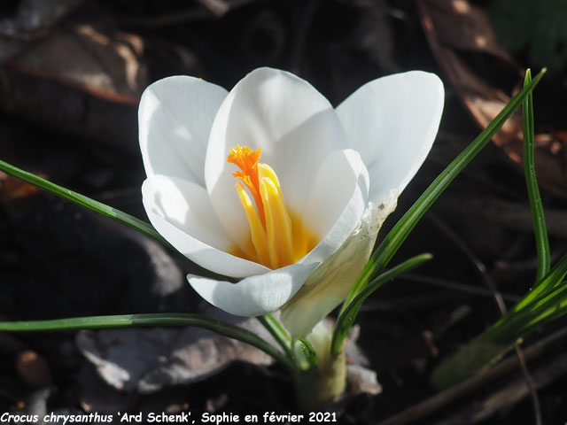 Crocus chrysanthus 'Ard Schenk'