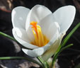 Crocus chrysanthus 'Ard Schenk'