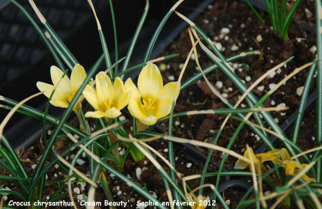 Crocus chrysanthus 'Cream Beauty'