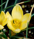 Crocus chrysanthus 'Cream beauty'