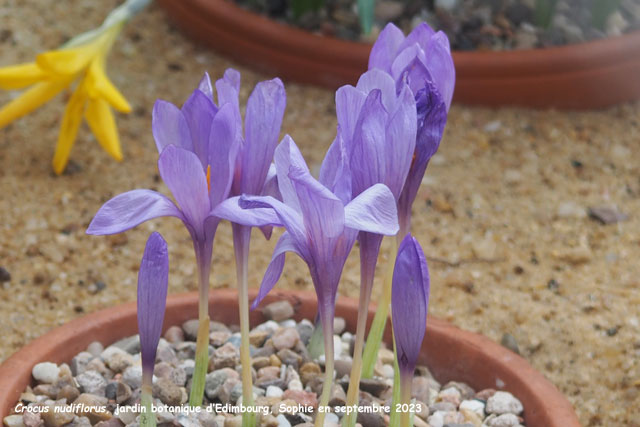 Crocus nudiflorus