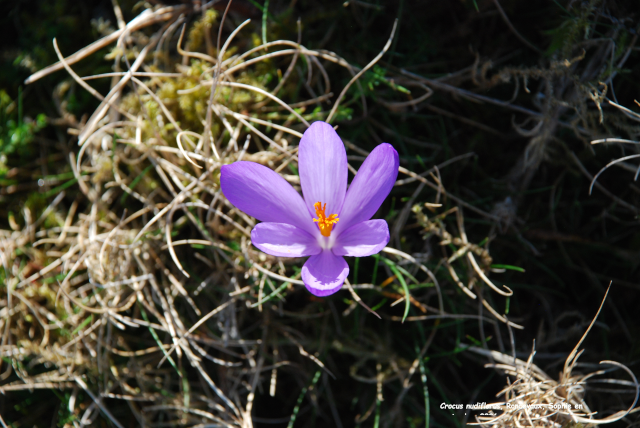 Crocus nudiflorus