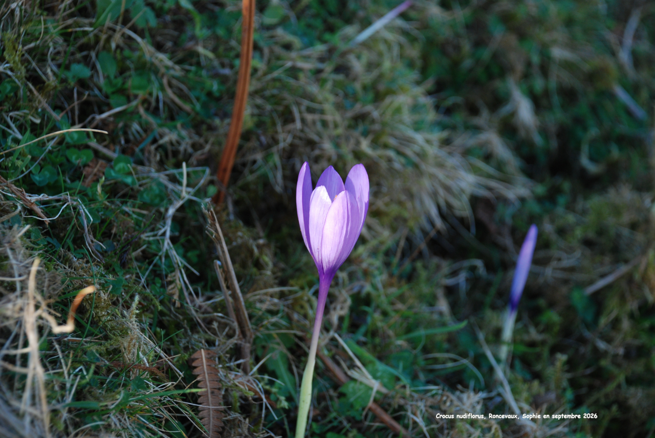 Crocus nudiflorus