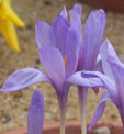 Crocus nudiflorus