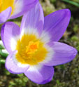 Crocus sieberi subsp. sublimis 'Tricolor'