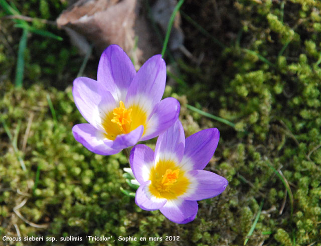 Crocus sieberi subsp. sublimis 'Tricolor'