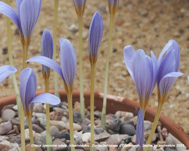 Crocus speciosus subsp. xantholaimos